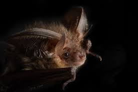 Attēlu rezultāti vaicājumam “Plecotus auritus”