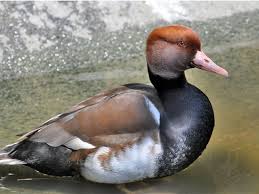 Image result for Netta rufina