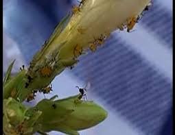 Attēlu rezultāti vaicājumam “Uroleucon hypochoeridis”