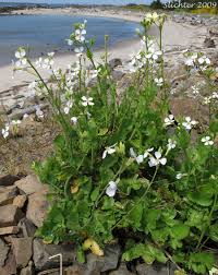 Attēlu rezultāti vaicājumam “Raphanus raphanistrum flower”