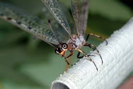 Attēlu rezultāti vaicājumam “Myrmeleontidae”
