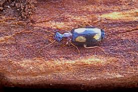 Attēlu rezultāti vaicājumam “Dromius quadrimaculatus”