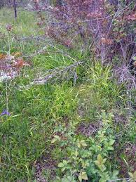 Attēlu rezultāti vaicājumam “Brachypodium sylvaticum flower”