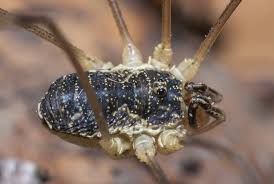 Attēlu rezultāti vaicājumam “Lophopilio palpinalis”