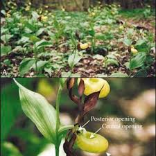 Attēlu rezultāti vaicājumam “Cypripedium calceolus flower”