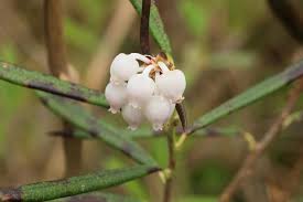 Attēlu rezultāti vaicājumam “Andromeda polifolia leaf”