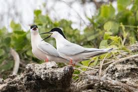 Image result for Sterna dougallii