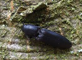 Attēlu rezultāti vaicājumam “Ectinus aterrimus”