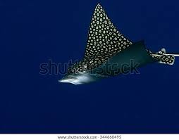 Image result for Aetobatus narinari