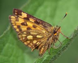 Attēlu rezultāti vaicājumam “Carterocephalus silvicolus”