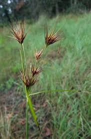 Attēlu rezultāti vaicājumam “Diachea dictyospora (syn. Craterium dictyosporum) stalked”