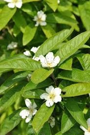 Attēlu rezultāti vaicājumam “Mespilus germanica”