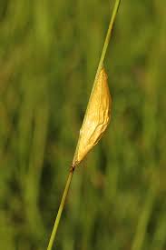 Attēlu rezultāti vaicājumam “Zygaena cocoon”