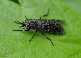 Attēlu rezultāti vaicājumam “Haematopota sp.”