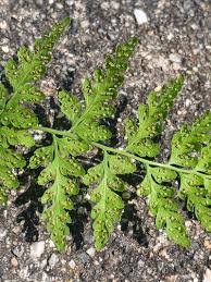 Attēlu rezultāti vaicājumam “Cystopteris fragilis”