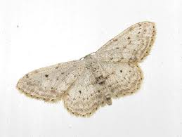 Attēlu rezultāti vaicājumam “Idaea seriata”