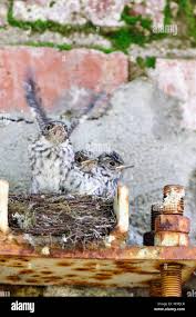 Attēlu rezultāti vaicājumam “Muscicapa striata nest”
