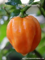 Afbeeldingsresultaat voor peach habanero hot pepper