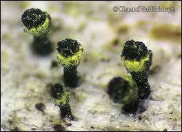 Attēlu rezultāti vaicājumam “Calicium adspersum”