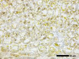 Attēlu rezultāti vaicājumam “Geocalyx graveolens”