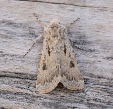 Attēlu rezultāti vaicājumam “Agrotis ripae larva”