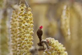 Attēlu rezultāti vaicājumam “Corylus avellana male flower”
