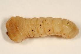 Attēlu rezultāti vaicājumam “Cerambycidae larva”