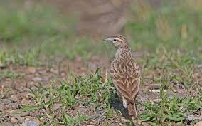 Image result for Calandrella rufescens