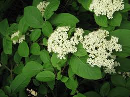 Attēlu rezultāti vaicājumam “Viburnum lantana”
