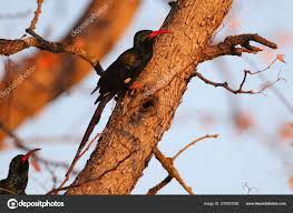 Image result for Pyrrhocorax pyrrhocorax