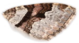 Attēlu rezultāti vaicājumam “Xanthorhoe designata”