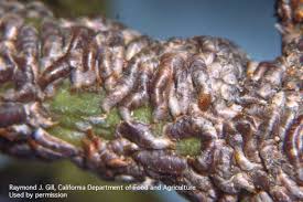 Attēlu rezultāti vaicājumam “Lepidosaphes ulmi”