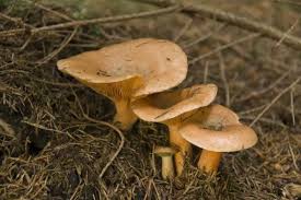 Attēlu rezultāti vaicājumam “Lactarius deterrimus”