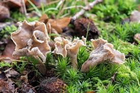 Attēlu rezultāti vaicājumam “Pseudocraterellus”