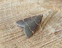 Attēlu rezultāti vaicājumam “Hypsopygia glaucinalis”