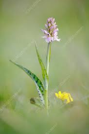 Attēlu rezultāti vaicājumam “Dactylorhiza maculata leaf”