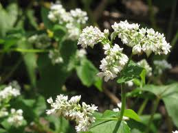 Attēlu rezultāti vaicājumam “Fagopyrum esculentum flower”