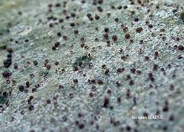 Attēlu rezultāti vaicājumam “Trapelia coarctata”