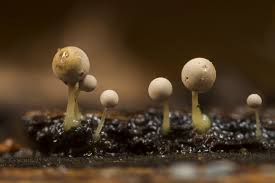 Attēlu rezultāti vaicājumam “Arcyria affinis capillitium”