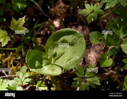 Attēlu rezultāti vaicājumam “Listera ovata bud”