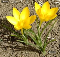 Attēlu rezultāti vaicājumam “Iridaceae”