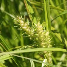 Attēlu rezultāti vaicājumam “Carex globularis flower”