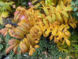 Attēlu rezultāti vaicājumam “Sorbaria sorbifolia fruit”