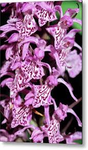 Attēlu rezultāti vaicājumam “Dactylorhiza maculata”