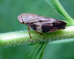 Attēlu rezultāti vaicājumam “Aphrophora alni”