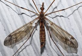 Attēlu rezultāti vaicājumam “Tipulidae”