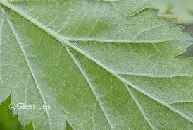 Attēlu rezultāti vaicājumam “Crataegus x macrocarpa leaf”