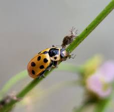 Attēlu rezultāti vaicājumam “Hippodamia tredecimpunctata”
