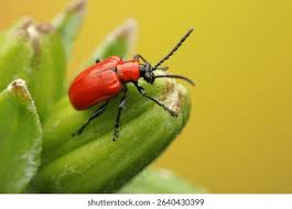 Attēlu rezultāti vaicājumam “Lilioceris lilii”