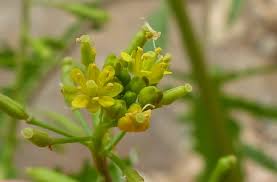 Attēlu rezultāti vaicājumam “Rorippa palustris flower”
